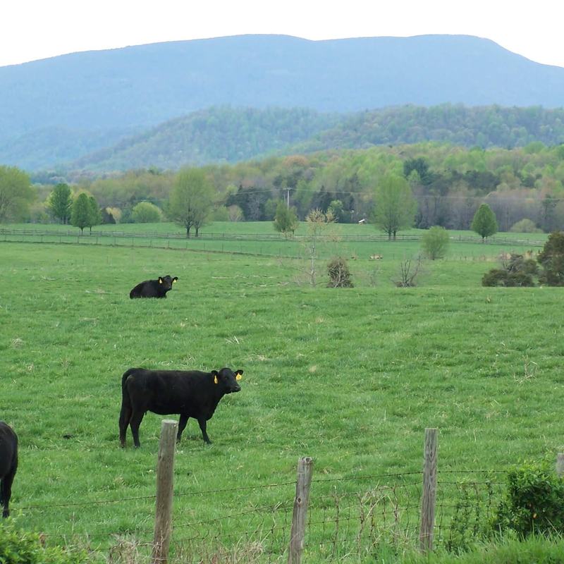 Black cow grazing in a green pasture below the mountains