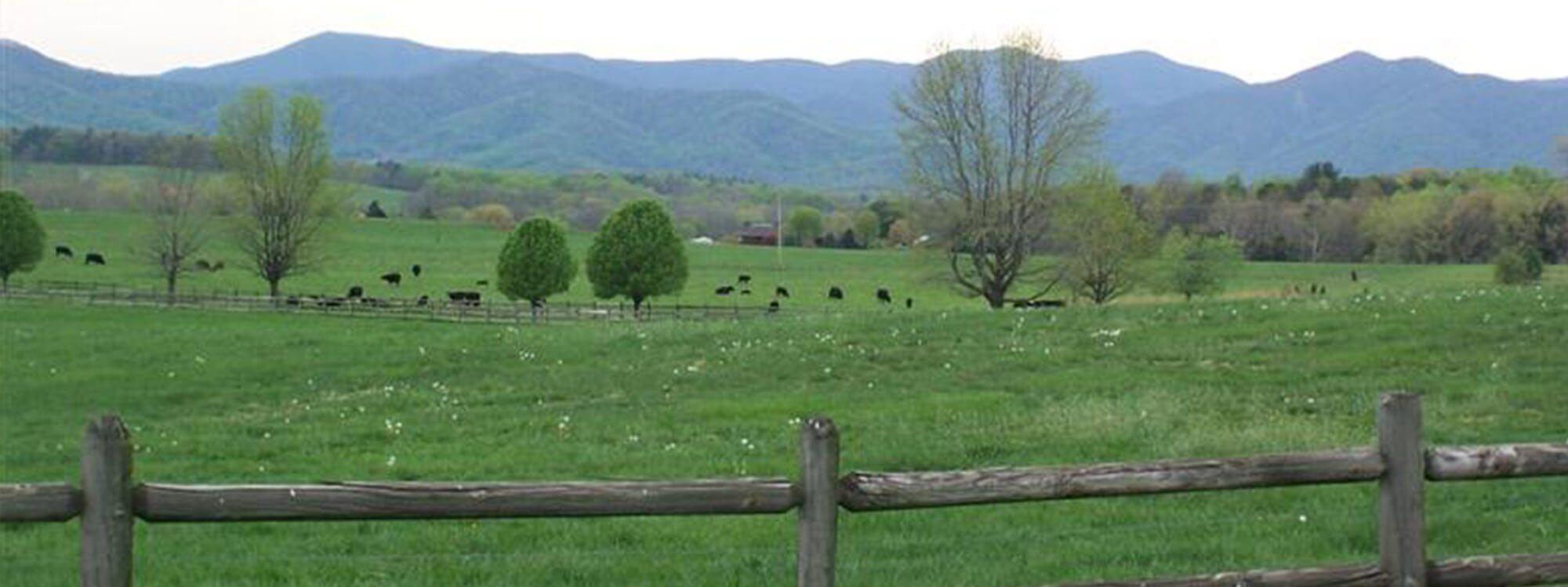 Cattle grazing behind a split rail fence below the Blue Ridge Mountains