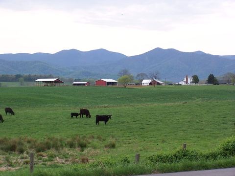 Cattle grazing in a wide pasture with the mountains beyond