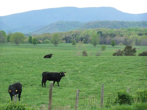 Black cattle in a green pasture below the mountains
