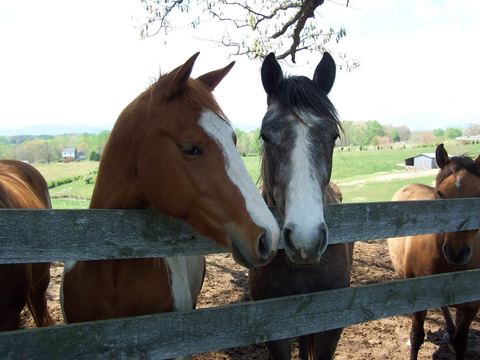 Two horses looking over a wooden fence