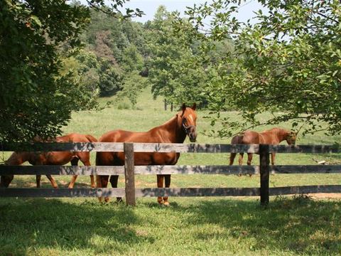Horses grazing behind a board fence