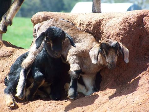 Goats resting together against a red clay bank