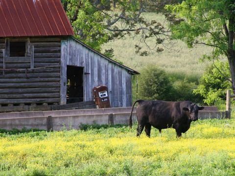 Black cow grazing beside a weathered barn with a red roof