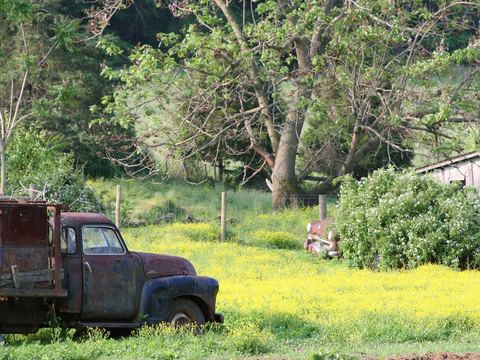 Old pickup truck in a field of yellow wildflowers