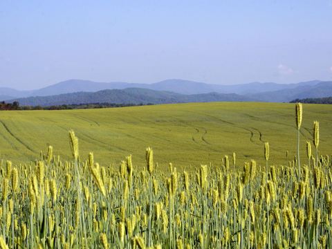 Field of wheat with the mountains in the distance