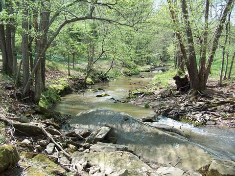 Rocky mountain stream running through spring woods