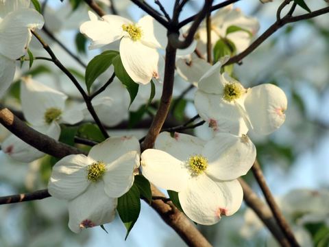 White dogwood blossoms in spring