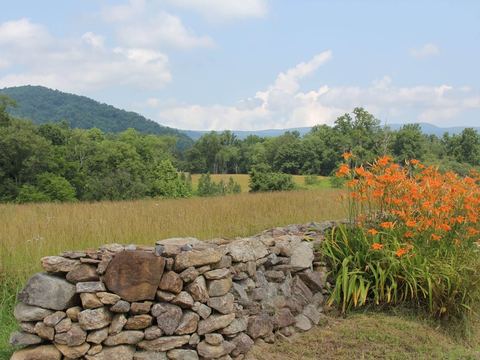 Orange daylilies along an old stone wall
