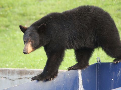 Black bear walking along a wall