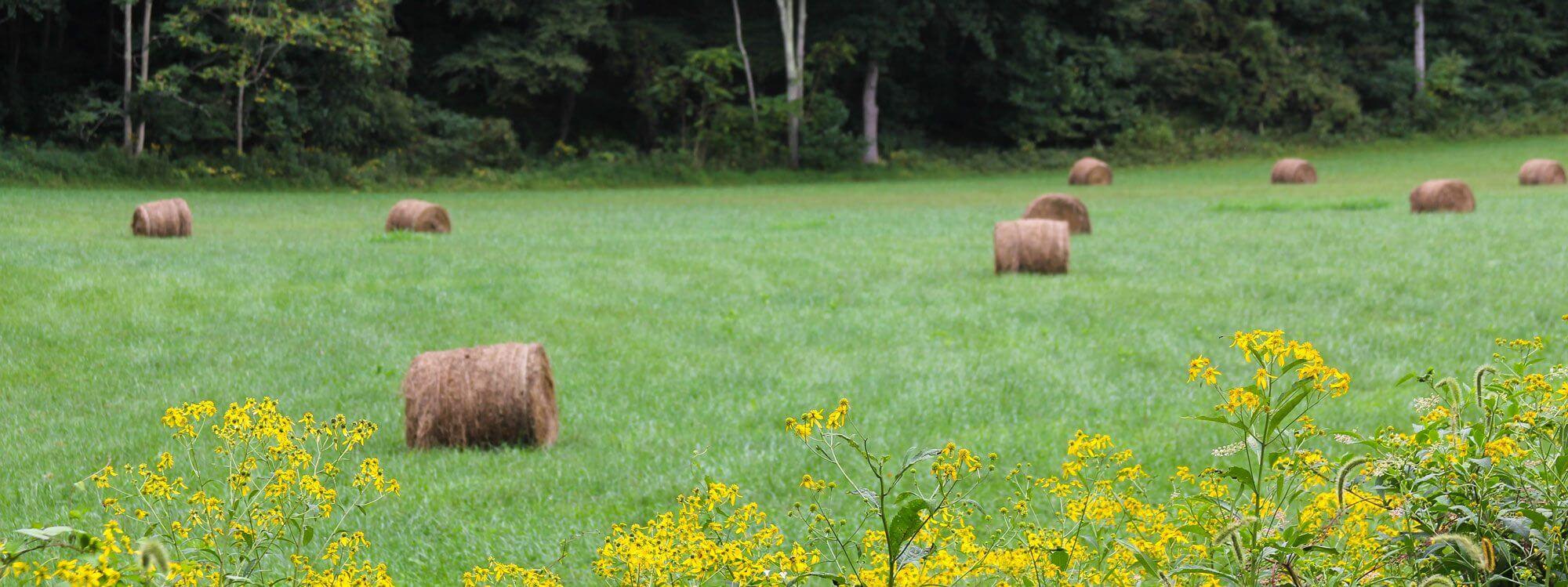 Round hay bales in a green field with yellow wildflowers