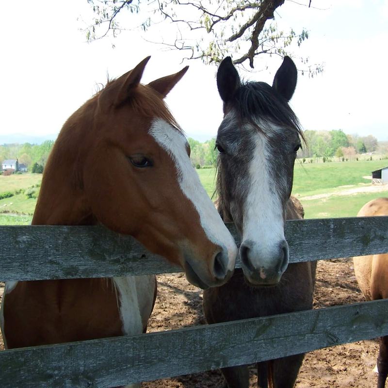 Two horses looking over a wooden fence