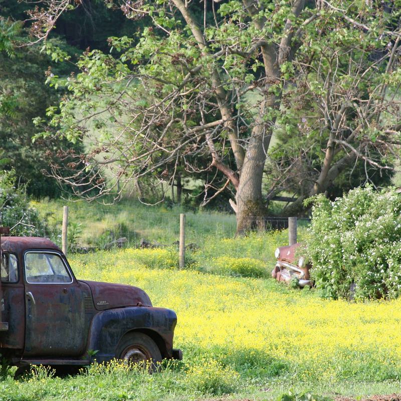 Old pickup truck parked in a field of yellow wildflowers